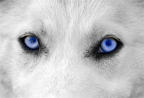 The Eyes Have It Wolf With Blue Eyes Puppy Dog Eyes Wolf Eyes