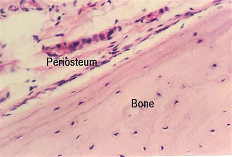 SPONGY BONE HISTOLOGY | Microanatomy Web Atlas | Gwen V. Childs, Ph.D.