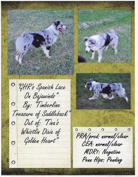 Find a miniature american shepherd puppy from reputable breeders near you and nationwide. Miniature American Shepherds of Colorado: Miniature ...