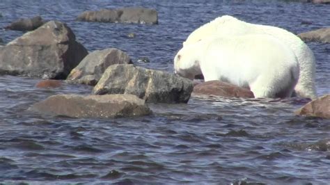 Polar Bear Eating Baby Whale In The Hudson Bay Pt 2 Youtube