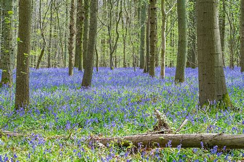 Hallerbos The Blue Forest Of Belgium