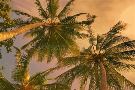 Coconut Trees In The Evening Sunset Stock Photo Image Of Coconut
