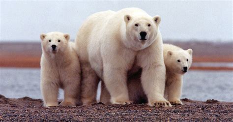 Polar Bear Population Set To Fall By A Third Scientists Warn