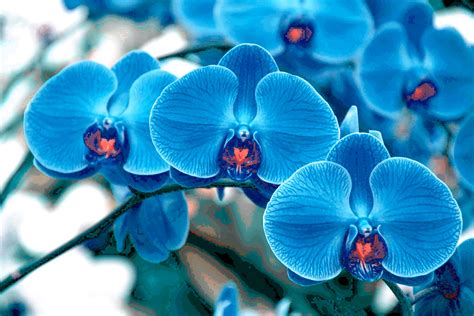 Blue Orchid Wallpapers Images Photos Pictures Backgrounds