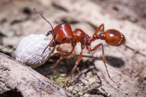 All Sizes Red Harvester Ant Flickr Photo Sharing