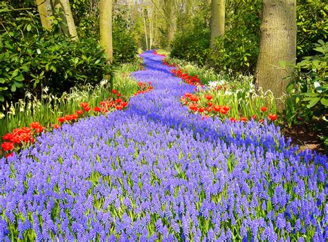Keukenhof, also known as the garden of europe, is the home. Amsterdam Keukenhof (Netherland) - park Amsterdam - parks ...