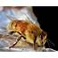 Believe It Or Not The Bees Are Doing Just Fine  Washington Post