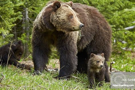 Grizzly Bear Ursus Arctos Horribilis Stock Photo