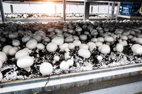 A Cultivation Of White Button Mushroom Agaricus Bisporus On The