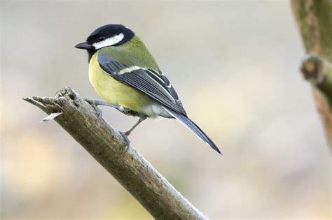 Urban Great Tits Found To Be Genetically Different From Cousins In