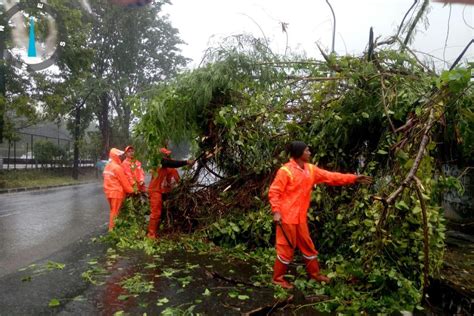 Empat Pohon Tumbang Di Jakarta Hari Ini Imbas Hujan Deras Dan Angin