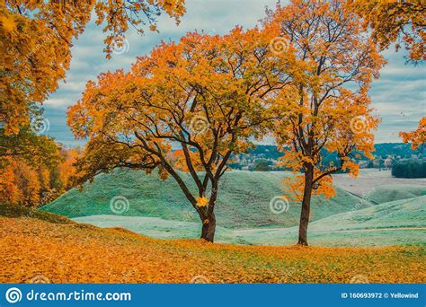 Golden Fall Or Autumn Trees In Park Stock Photo Image Of Forest