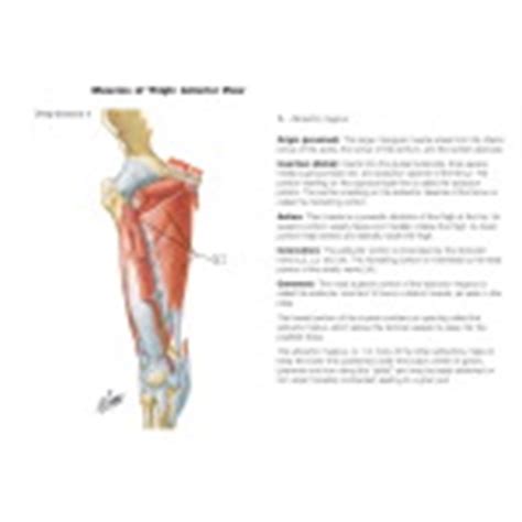 Muscles of Thigh: Anterior Views