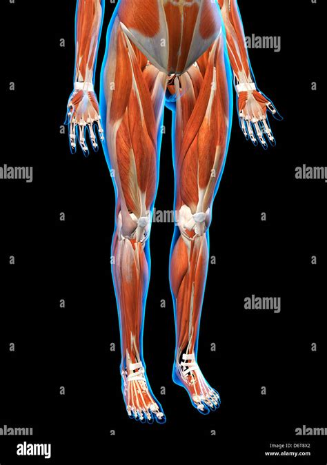 Female Hips Leg Muscle Anatomy In Blue X Ray Outline Full Color 3d