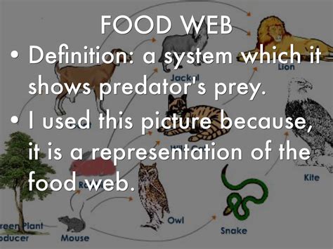 A food web is a complex network made up of many food chains, where the energy can take several paths. Science Vocabulary by Carina Albrecht