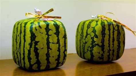 Grow Your Own Square Watermelons By Just Doing This Youtube