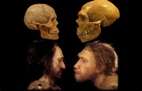 Neandertales Y Sapiens Se Cruzaron Hace Más De 100000 Años