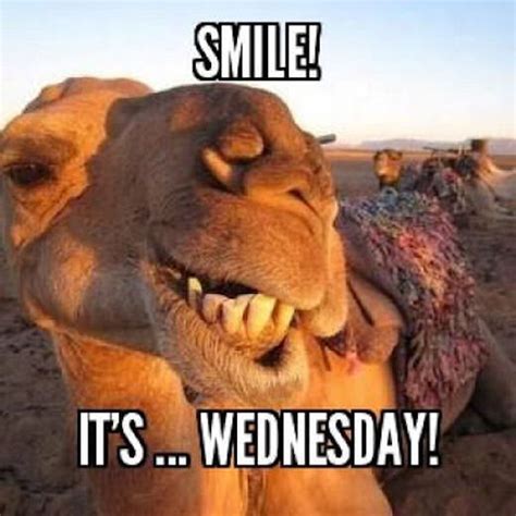 Smile Its Wednesday Wednesday Hump Day Humpday Hump Day Camel Wednesday