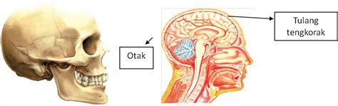 7 fungsi rangka manusia beserta penjelasannya yang perlu diketahui. Senang Belajar Ilmu Pengetahuan Alam SD Kelas IV : BAB I