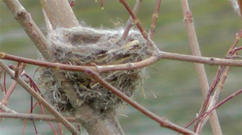 Goldfinch nest in maple tree | Nest, Bird nest, Bird feathers