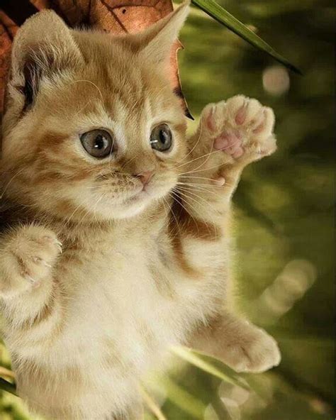 Best 25 Super Cute Kittens Ideas On Pinterest Cute Baby