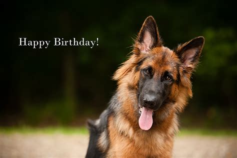 Happy Birthday Images With German Shepherd💐 — Free Happy Bday Pictures