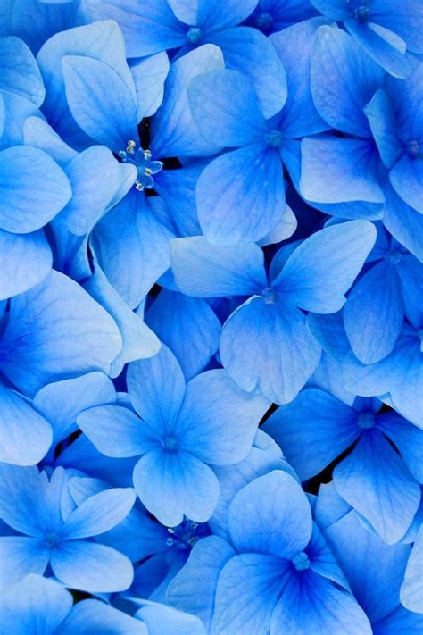 Beautiful Flowers Blue Flower Wallpaper Retina Wallpaper Blue Flowers