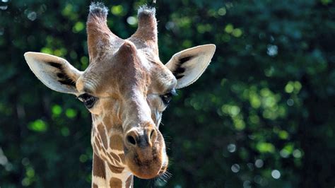 Giraffe Born At Riverbanks Zoo Dies In Freak Accident At Atlanta Zoo
