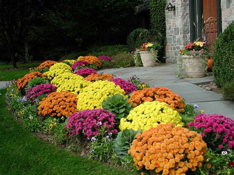 Lawn And Garden Its Time For Mums To Put On Their Annual Color Show