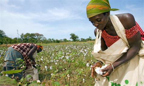 Tanzanias Cotton Yield Likely To Fall In 2016 Tanzania Exchange