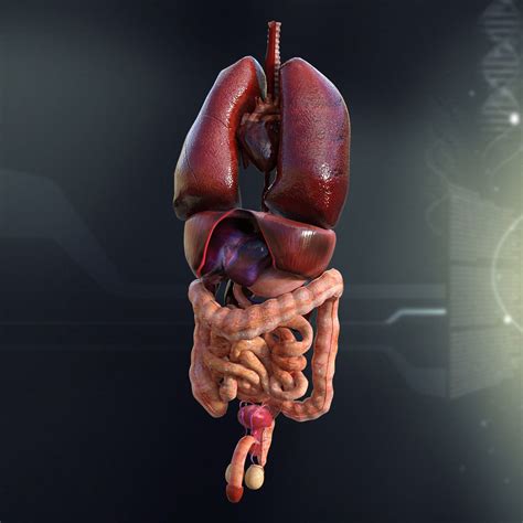 Large Human Male Internal Organs 3d Model Cgtrader
