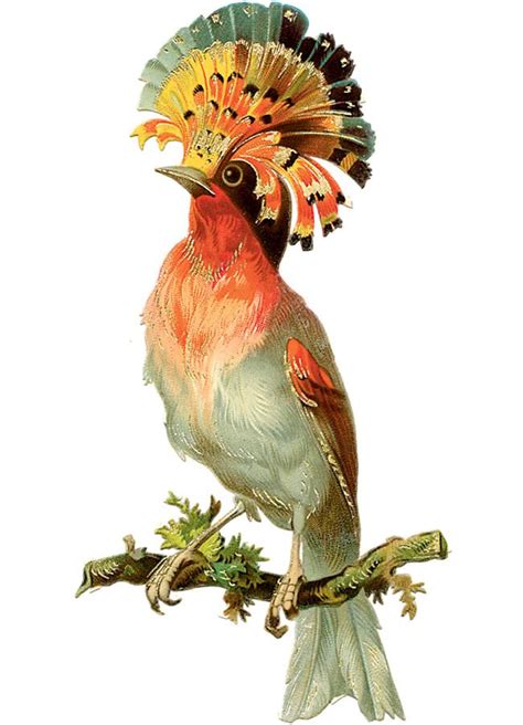 Pin By Laurie Newell On Colors Vintage Birds Bird Illustration