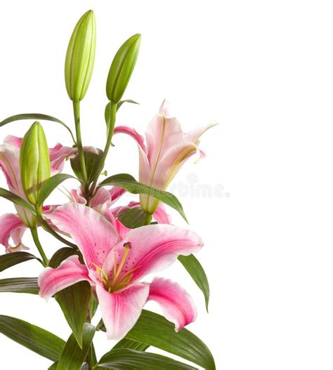 Pink Lilies Stock Photo Image Of Garden Florist Soft 34791712