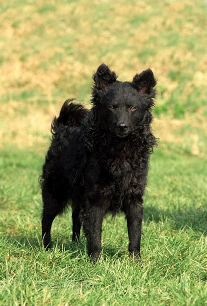 Mudi ‘an Old And Rare Herding Breed From Hungary Canine Chronicle
