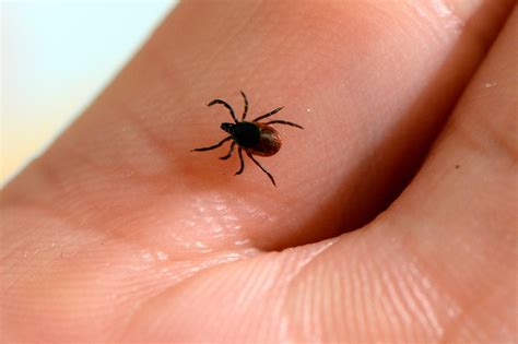 Maladie De Lyme Qui Sont Les Personnes Les Plus Touchées