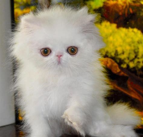Persian Cats For Sale Tallahassee Fl 139810 Petzlover