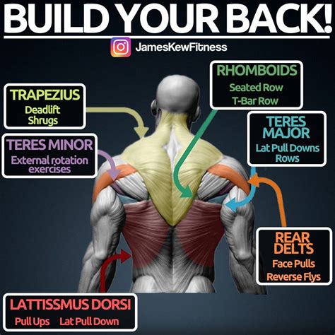 Heres An Easy Guide To The Muscle Of The Back And Which Exercises Hit