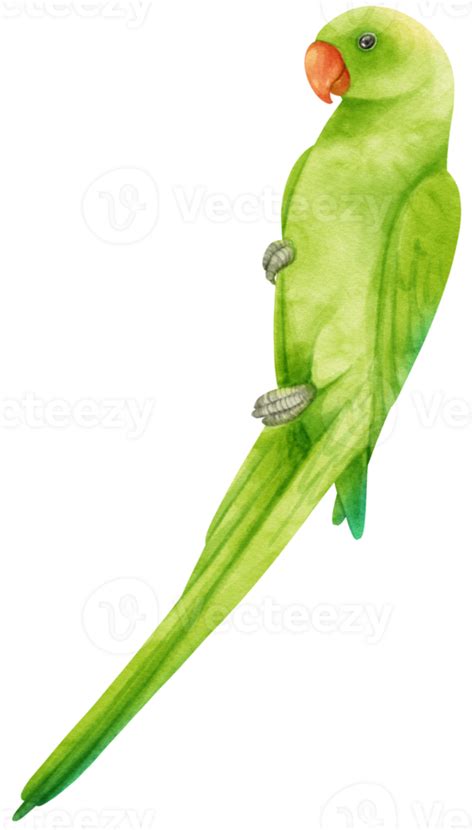 Watercolor Parakeet Parrot Bird Illustration 9373027 Png