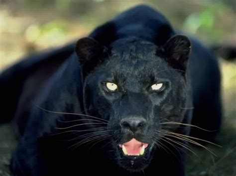 Texas Cryptid Hunter Another Black Panther Sighted In Plano
