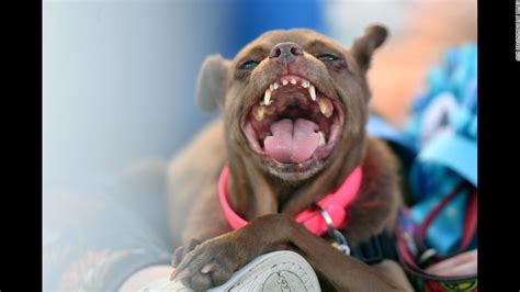 Zsa Zsa Dies Weeks After Being Dubbed Worlds Ugliest Dog Cnn