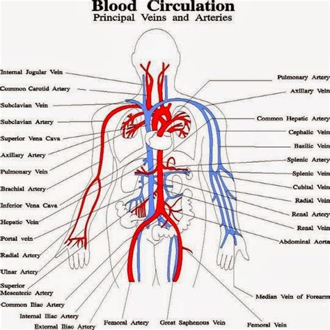 Like maps, the various diagrams emphasize different aspects. Sams Blog: Circulatory system
