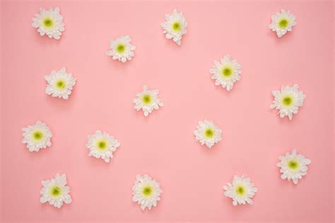 Pastel Aesthetic Floral Wallpaper Pink Aesthetic Daisies Flower