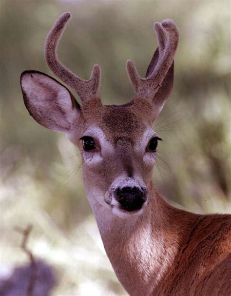 The Skinny On Texas Big Deer Season Beaumont Enterprise