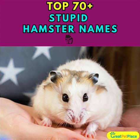 Stupid Hamster Names With Meaning Our Top 70 Picks