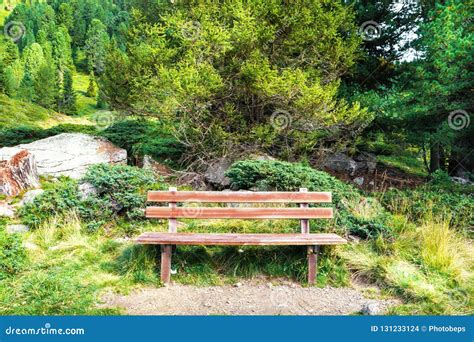 Wooden Bench In The Woods Stock Photo Image Of Outdoor 131233124