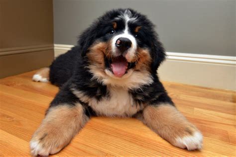 The bernese mountain dog is friendly, vigilant, and very loyal to its family. Fluffy puppy. | Burmese mountain dogs, Bernese mountain puppy, Mountain dogs