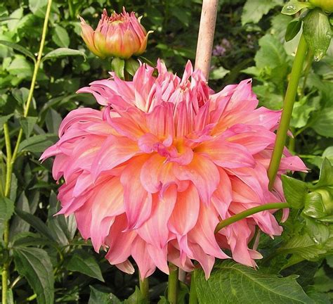 Photo Of The Bloom Of Dahlia Summer Rain Posted By Mandolls