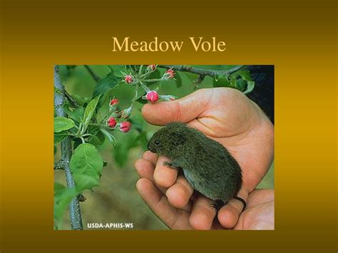 Ppt Biology And Control Of Pine And Meadow Voles Powerpoint Presentation