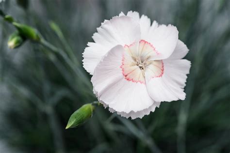 Dianthus Pinks Plant Grow And Care For Dianthus Bbc Gardeners