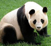Большая панда, фото